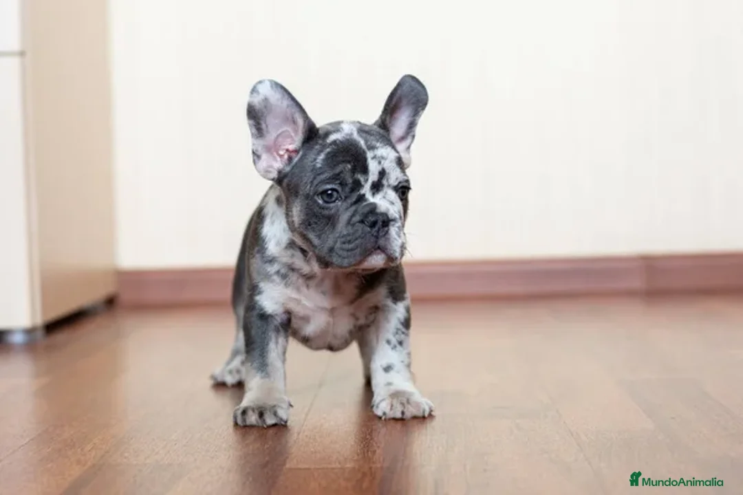 Bulldog Francés perros en venta: BULLDOG FRANCES - HUELVA - ENTREGA  - Anuncio 3