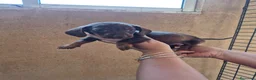 Teckel Miniatura perros en venta: Impresionantes Teckel arlequines minis  - Anuncio 2