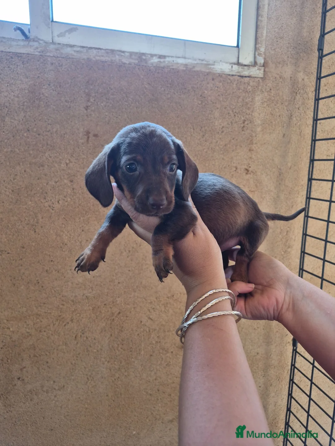 Teckel Miniatura perros en venta: Impresionantes Teckel arlequines minis  - Anuncio 2