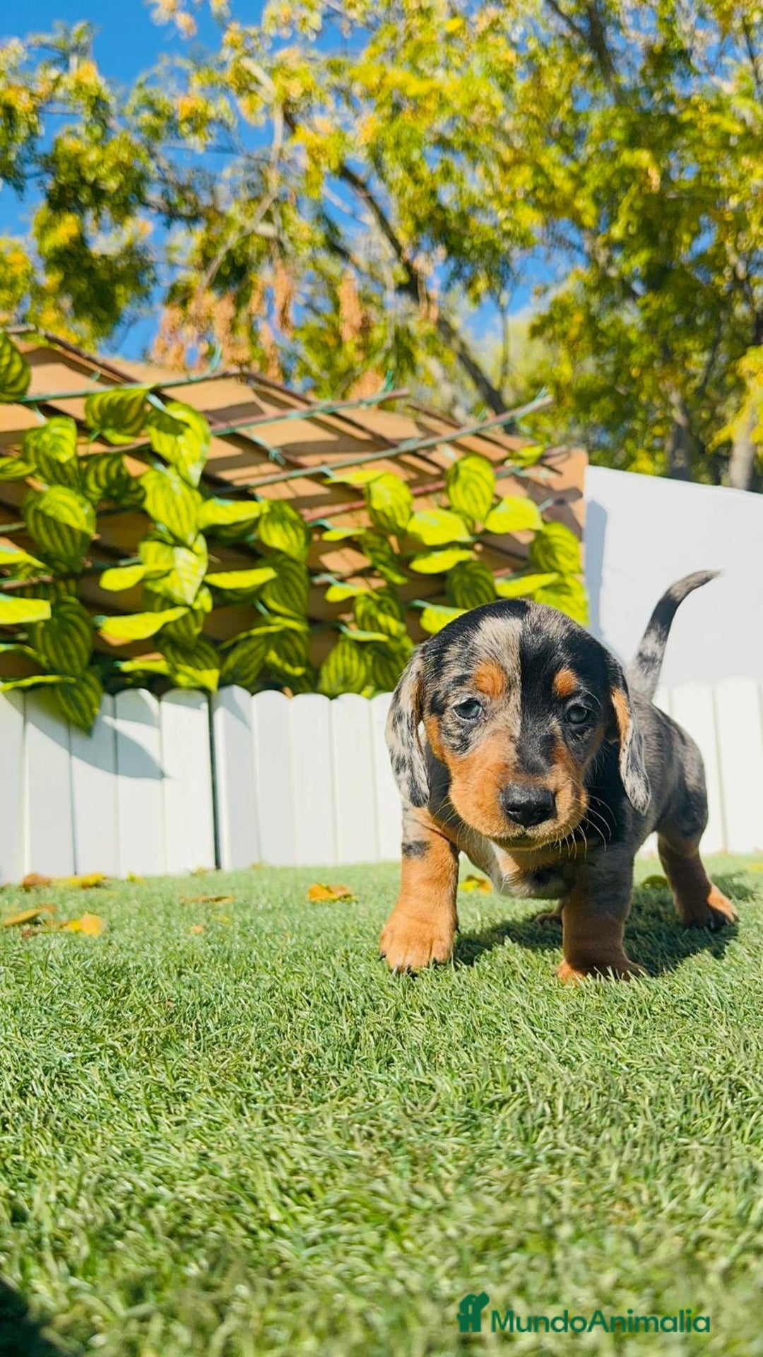 Teckel Miniatura perros en venta: TECKEL MINIATURA HEMBRA - Anuncio 8