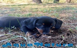 Teckel Miniatura perros en venta: Teckel Macho de Tiana y Tilo 4491 AQUANATURA - Imagen 7