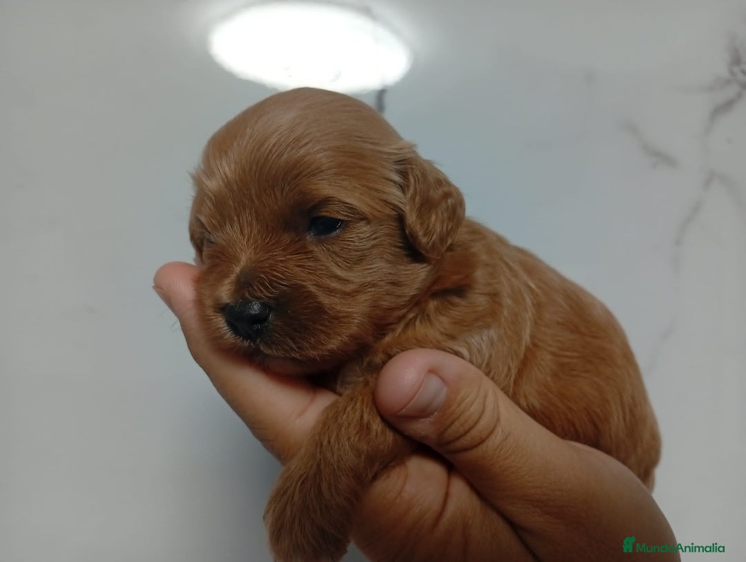 Maltipoo perros en venta: Maltipoo hembras rojas toy - Imagen 1