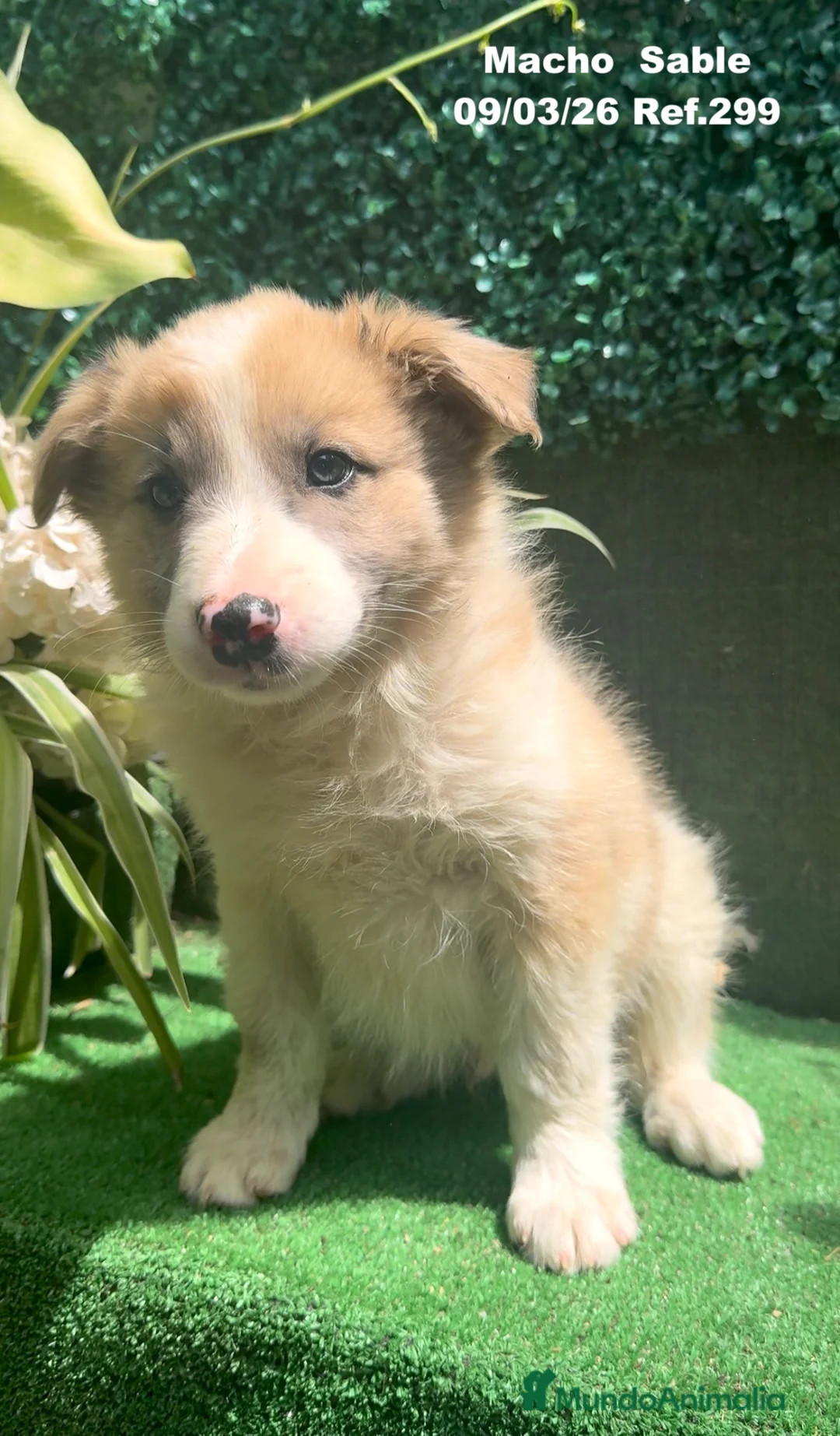 Border Collie perros en venta: BORDER COLLIE DE VILLA BIZNAGA - Anuncio 1