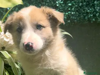 Border Collie perros BORDER COLLIE DE VILLA BIZNAGA - Anuncio 4