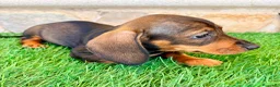 Teckel Miniatura perros en venta: Teckel Miniatura Hoja - Anuncio 4