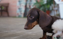 Teckel Miniatura perros en venta: 🐾 Gregorio & Pongo – Teckel miniatura 🐾 - Imagen 5