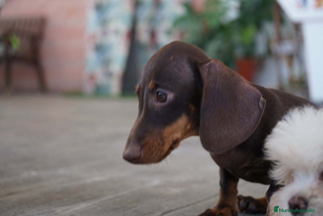 Teckel Miniatura perros en venta: 🐾 Gregorio & Pongo – Teckel miniatura 🐾 - Imagen 5