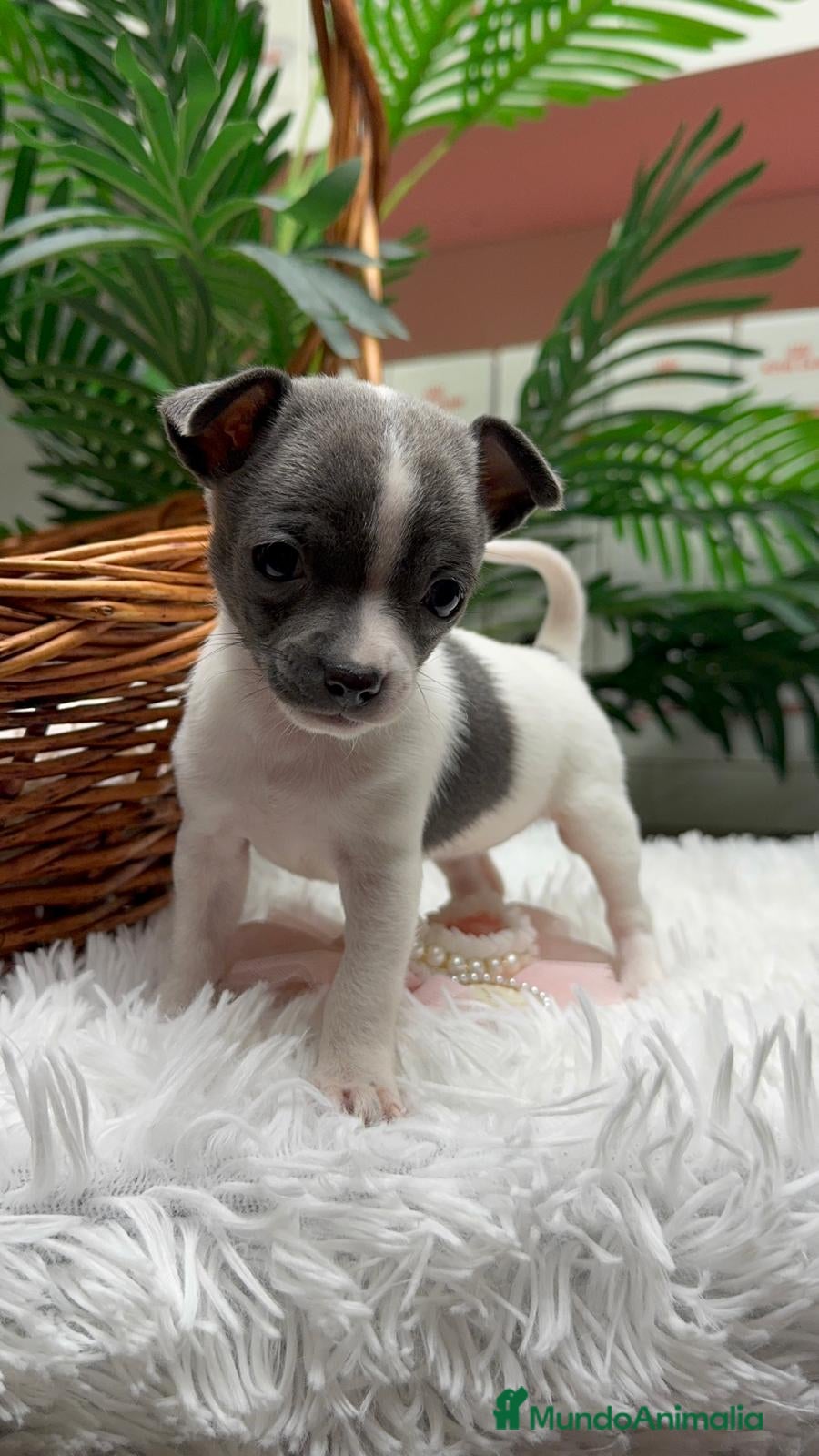 Chihuahua perros CHIHUAHUA HEMBRA - Anuncio 1