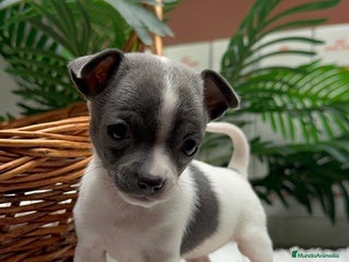 Chihuahua perros CHIHUAHUA HEMBRA - Anuncio 21