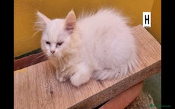 Persa gatos en venta: Gatos Persa - Imagen 2