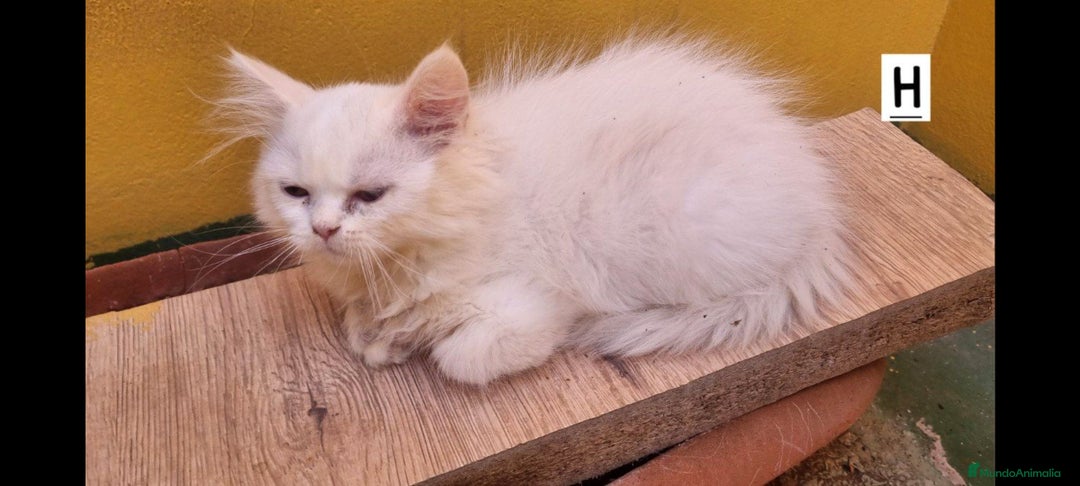 Persa gatos en venta: Gatos Persa - Imagen 2