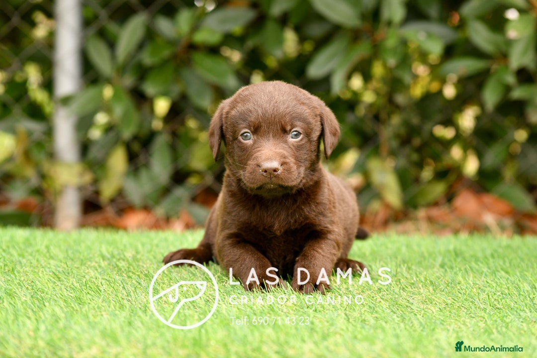 Labrador Retriever perros en venta: Labrador chocolate: crianza, amor y salud - Imagen 4