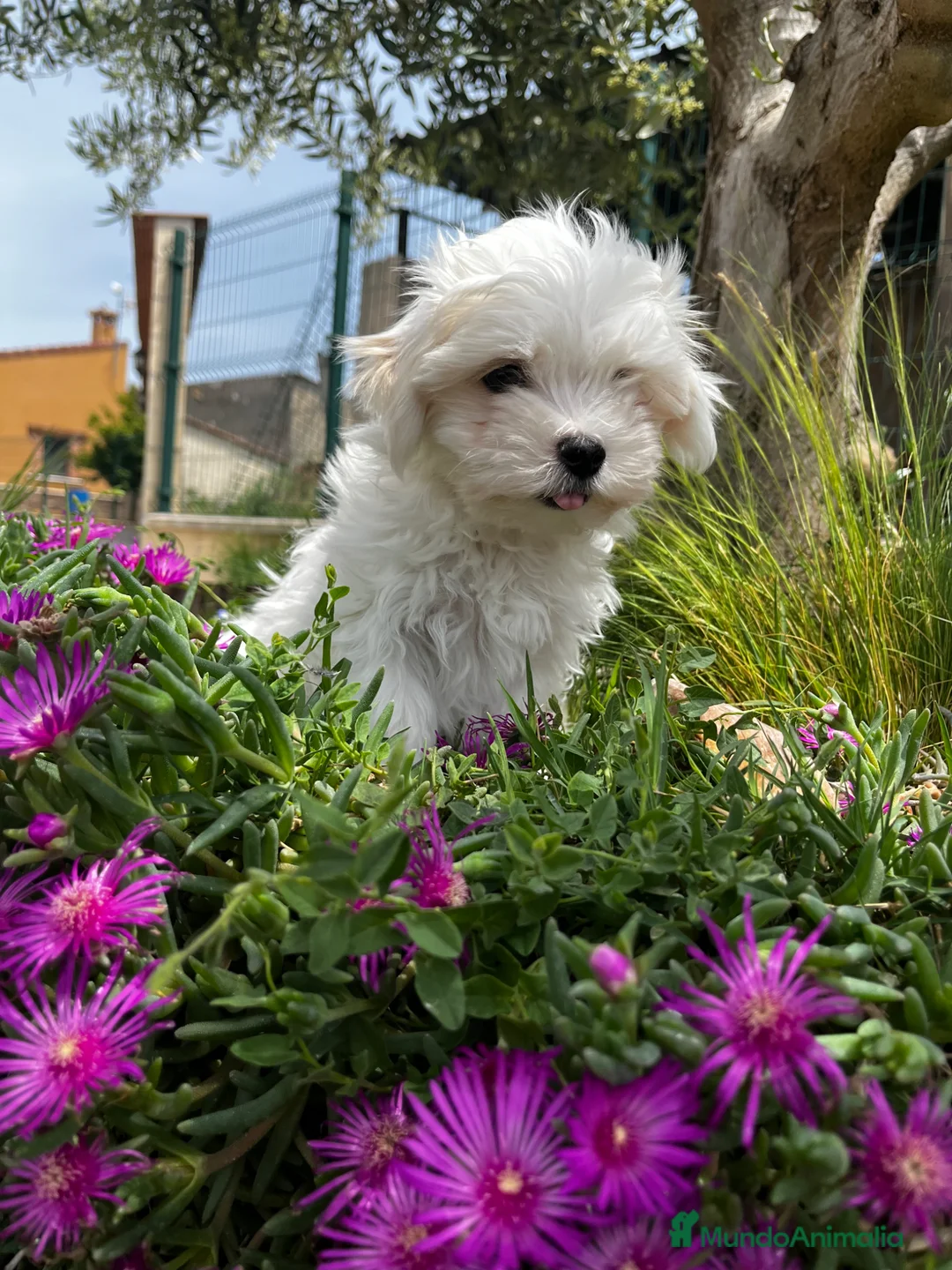Bichón Maltés perros en venta: Bichón maltés  - Anuncio 4