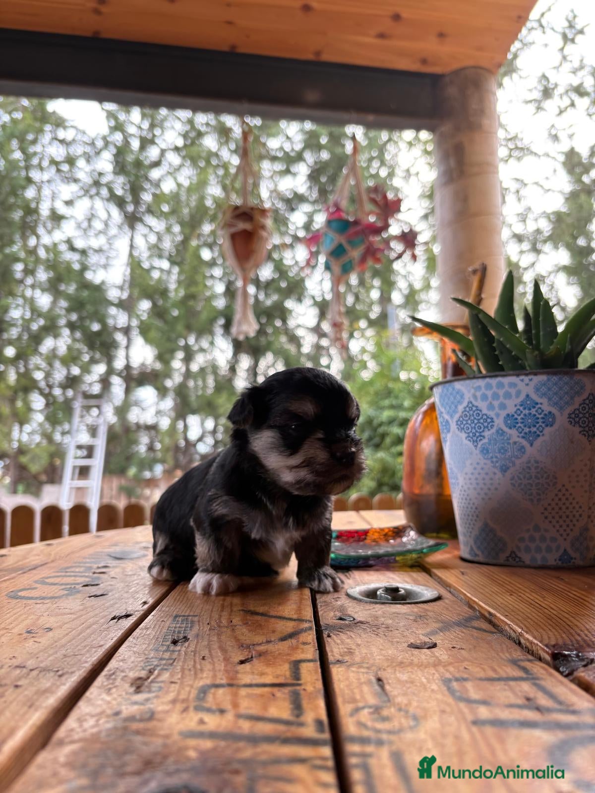 Morkie perros Morkie - Anuncio 1