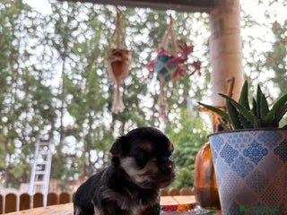 Morkie perros Morkie - Anuncio 1