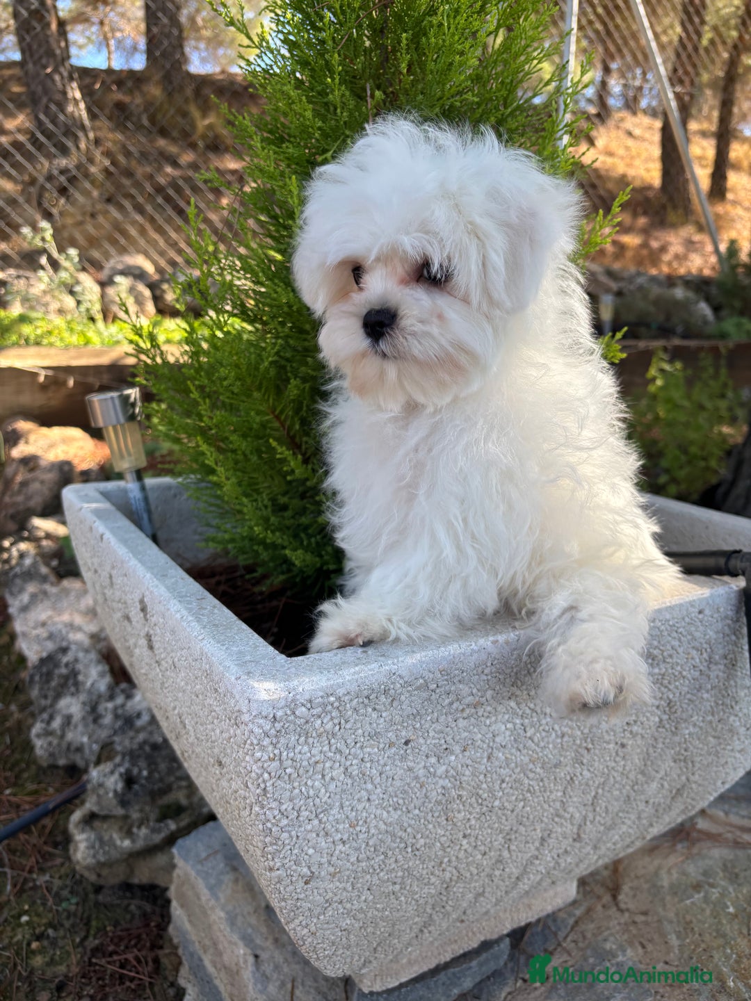 Bichón Maltés perros en venta: Bichon Maltés Toy garantizado.  - Imagen 1