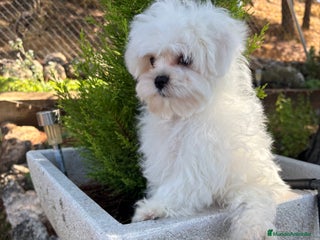 Bichón Maltés perros - Anuncio 1