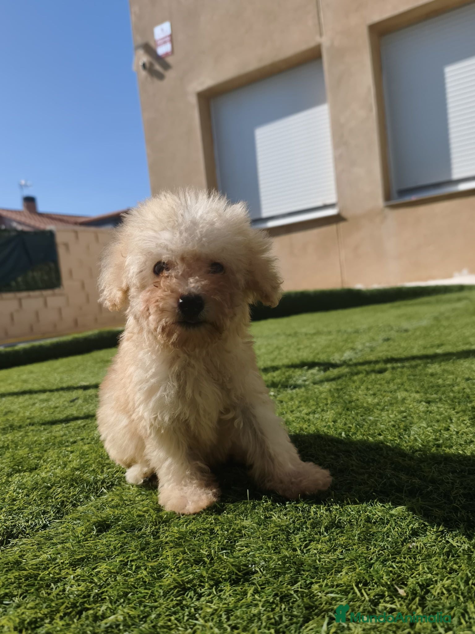 Caniche Toy perros Ultimo machito de la camada - Anuncio 1