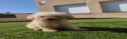 Caniche Toy perros en venta: Ultimo machito de la camada en Ávila - Anuncio 1