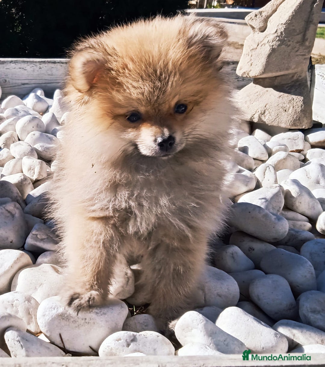 Pomerania perros en venta: POMERANIA - Anuncio 5