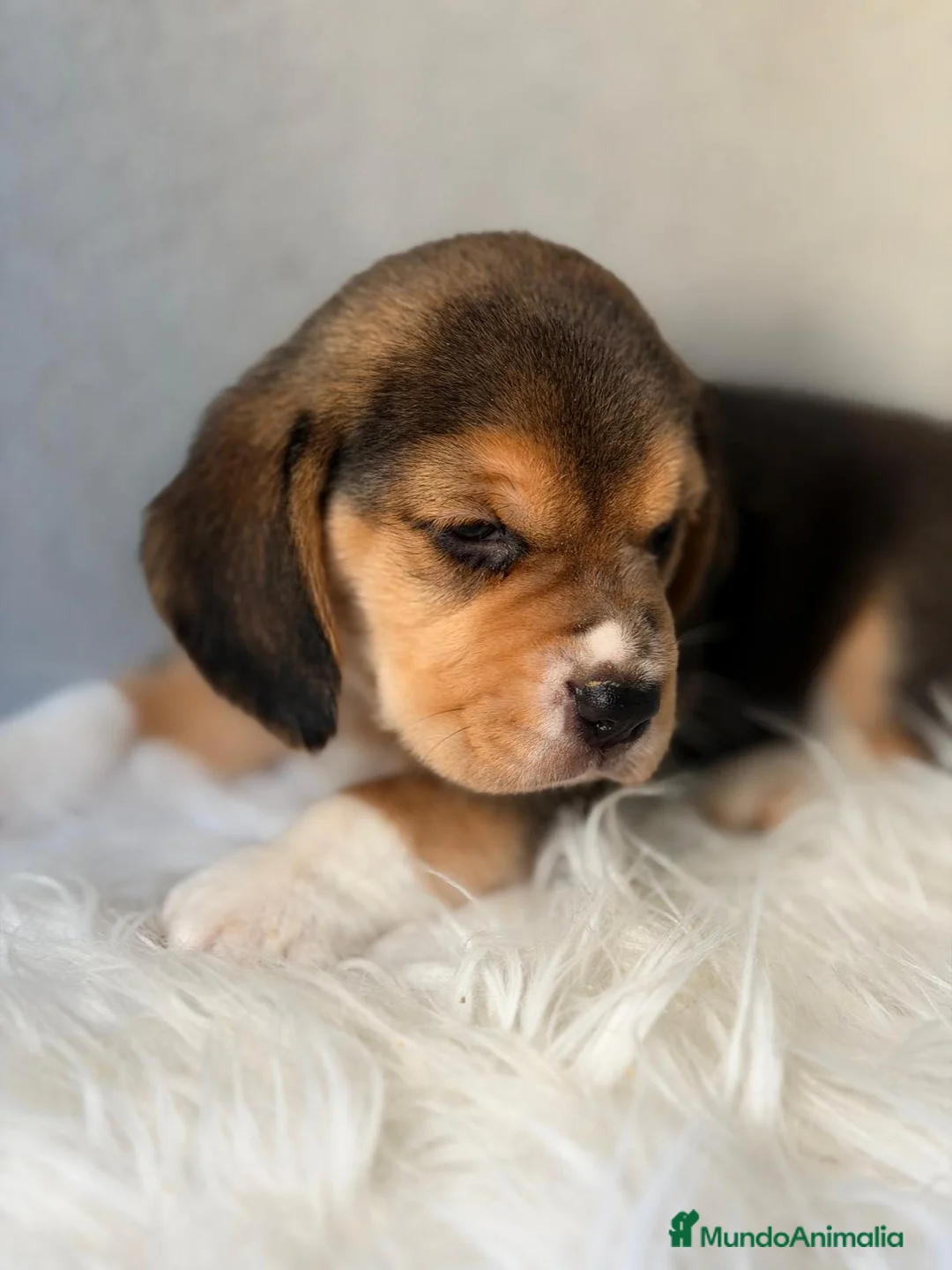 Beagle perros en venta: BEAGLE TRICOLOR LOS MAS PEQUEÑOS - Anuncio 7