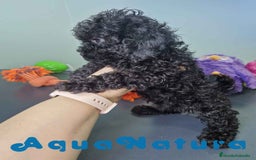 Caniche Toy perros en venta: Caniche Hembra CJMM 4165 AQUANATURA - Imagen 2