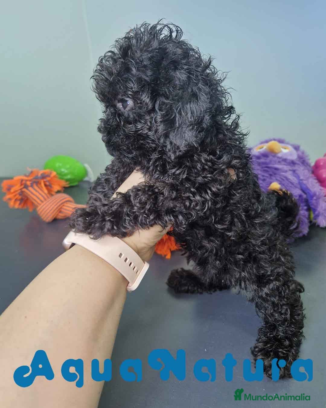 Caniche Toy perros en venta: Caniche Hembra CJMM 4165 AQUANATURA - Imagen 2