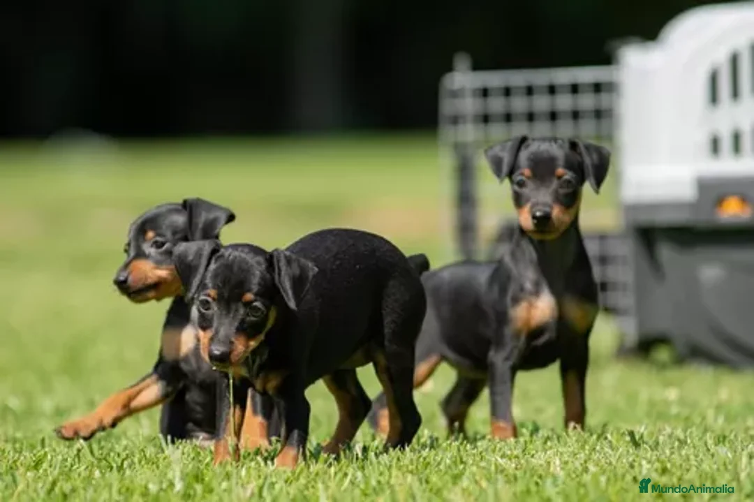 Pinscher Miniatura perros en venta: Pinscher puppy - Anuncio 1