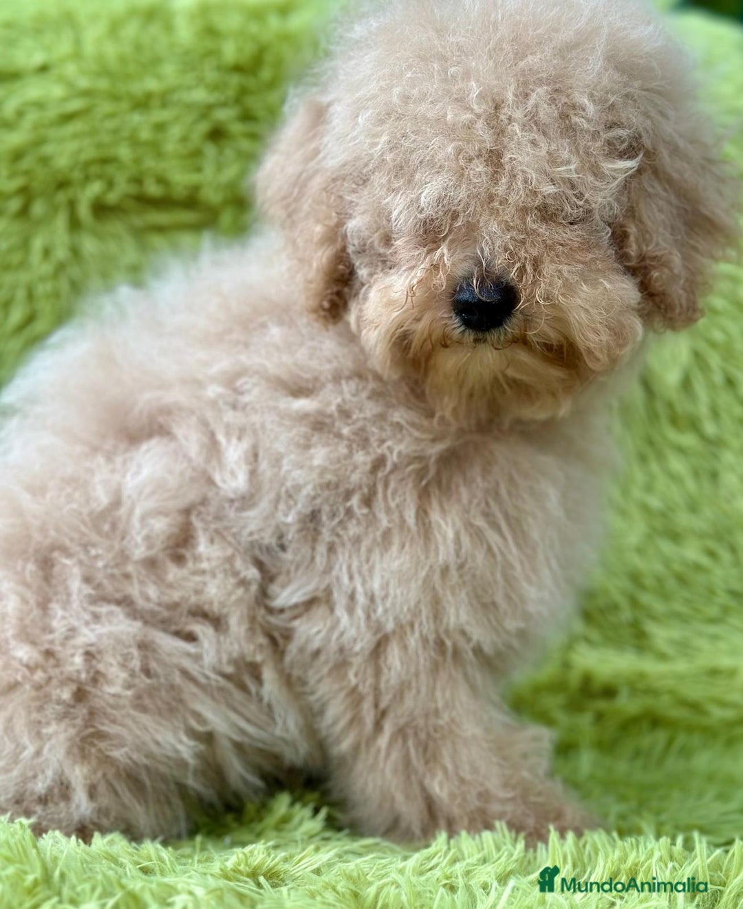 Caniche Mediano perros en venta: Caniche apricot  - Imagen 4