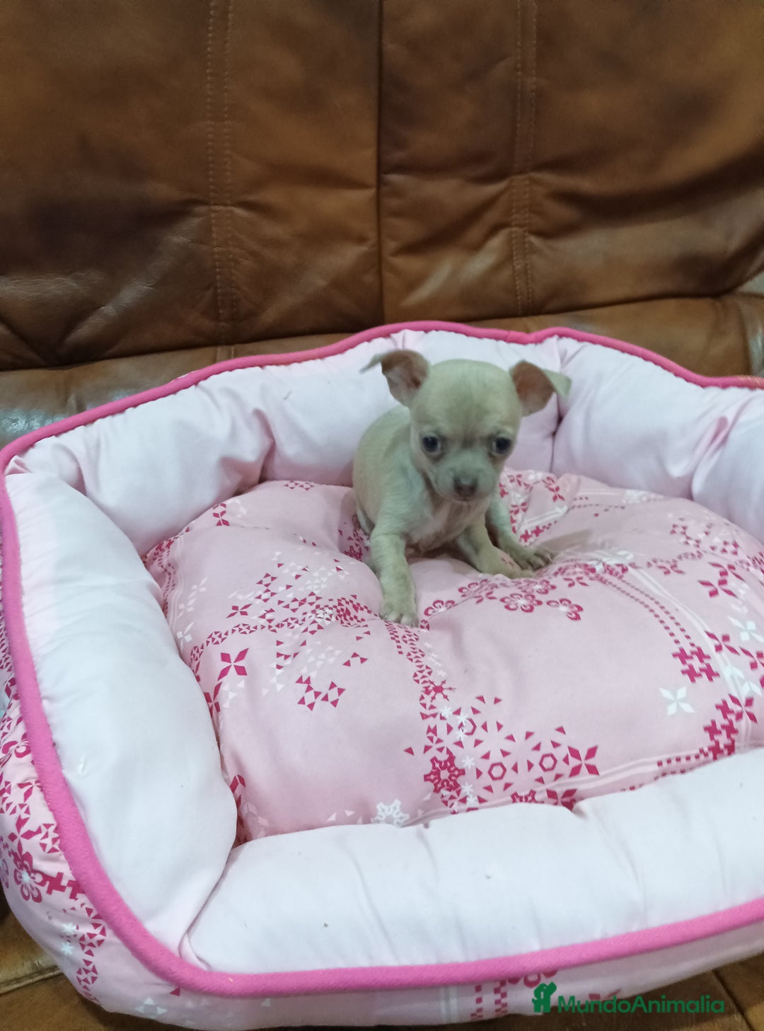 Chihuahua perros en venta: CHIHUAHUA TOY  - Anuncio 6