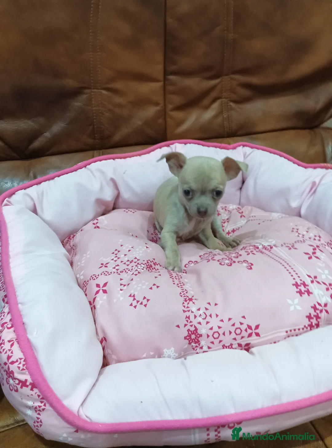 Chihuahua perros en venta: CHIHUAHUA TOY  - Anuncio 6