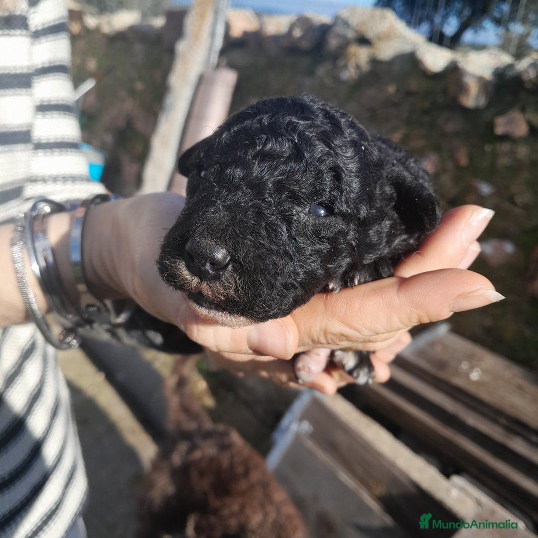 Perro de Agua Español perros en venta: PERRO DE AGUA ESPAÑOL - Anuncio 5