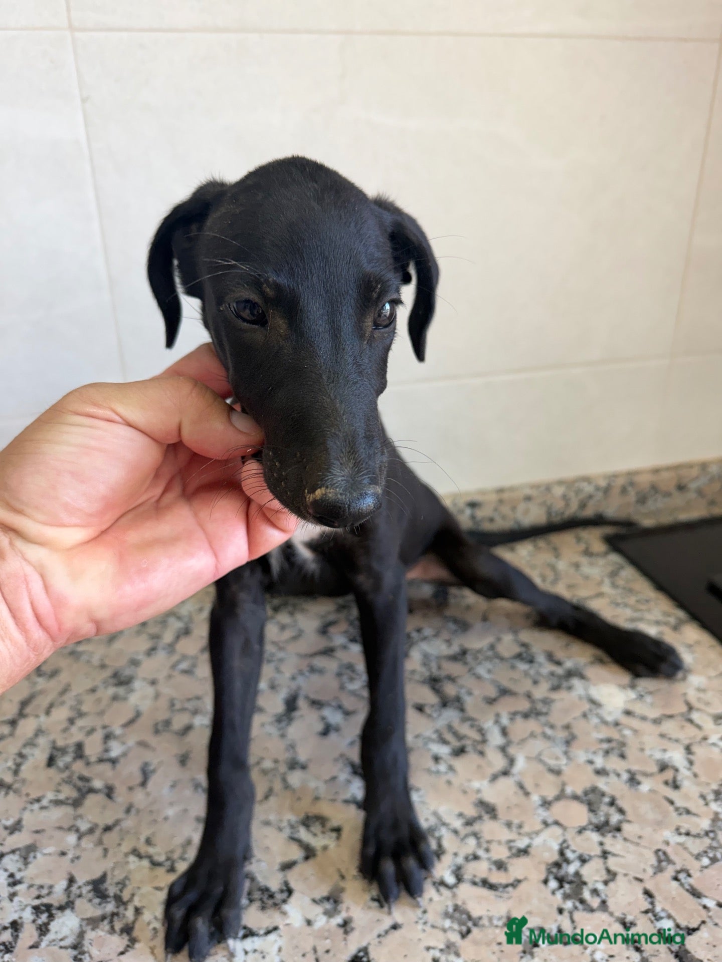 Galgo Español perros GALGOS ESPAÑOLES NEGROS - Anuncio 1