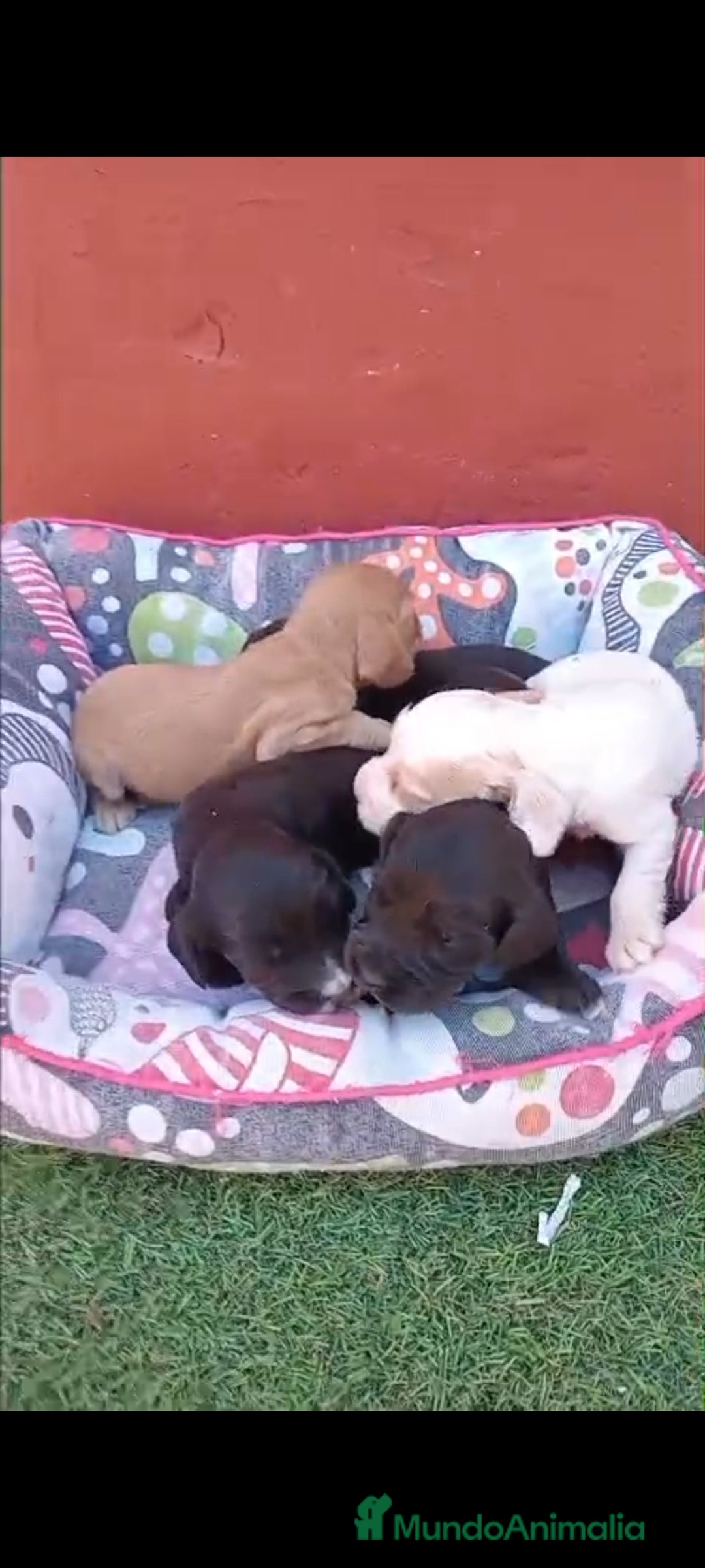 Cocker Spaniel Inglés perros en venta: Cocker spaniel ingles  - Imagen 5