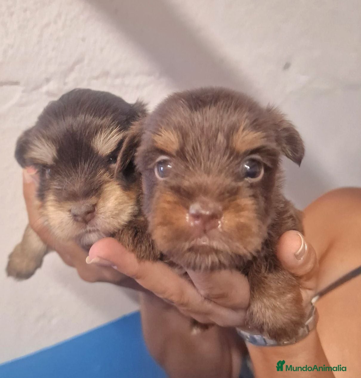 Biewer Yorkshire Terrier a la Pom Pon perros Yorkshire precio real - Anuncio 1