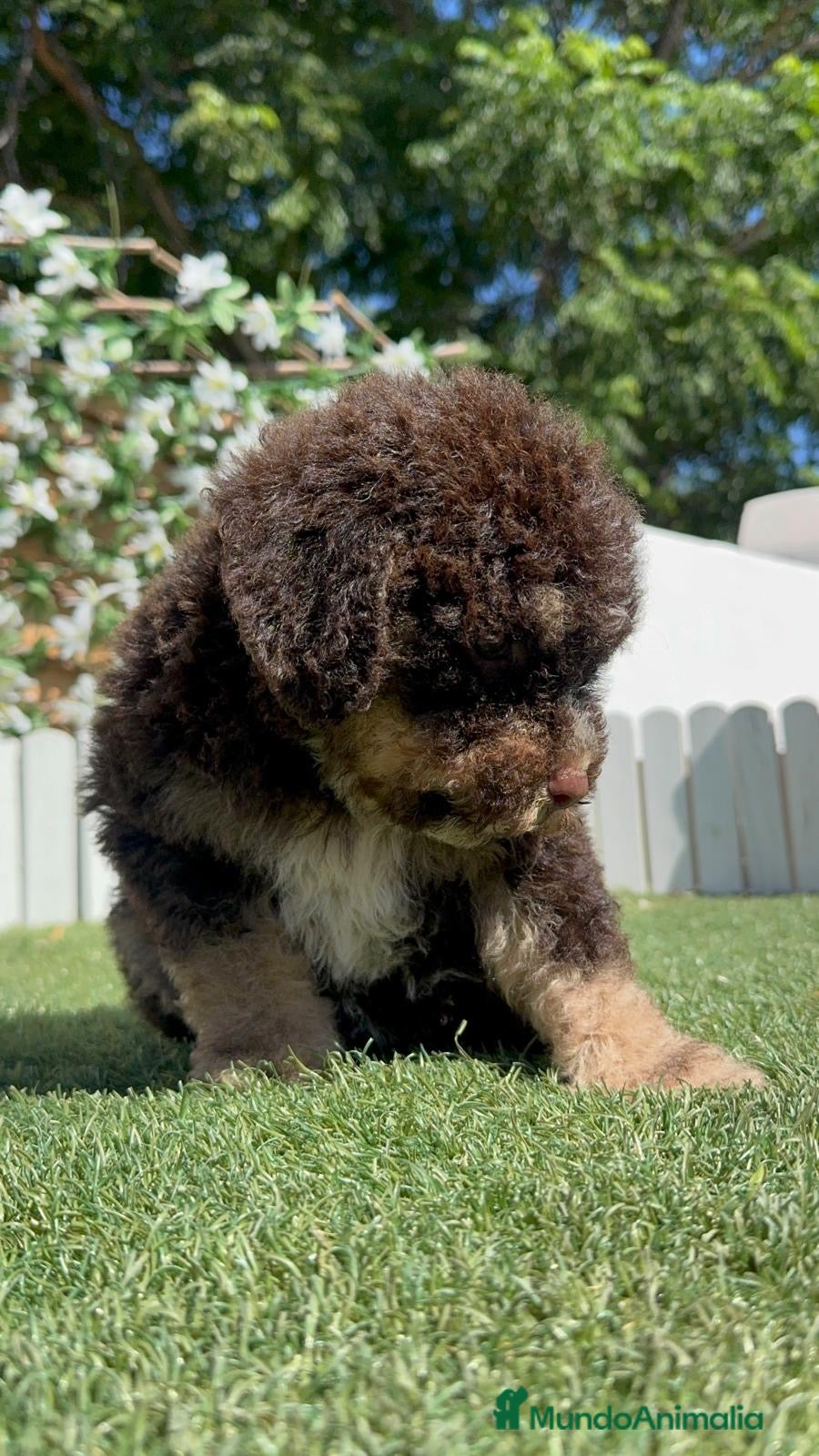 Perro de Agua Español perros en venta: PERRO DE AGUA ESPAÑOL - Anuncio 11
