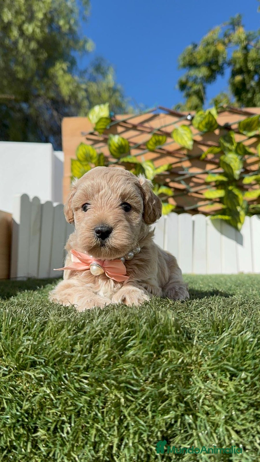 Maltipoo perros en venta: MALTIPOO HEMBRA - Imagen 15
