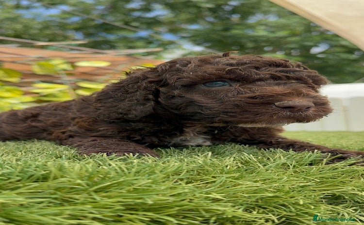 Perro de Agua Español perros - Propaganda 5