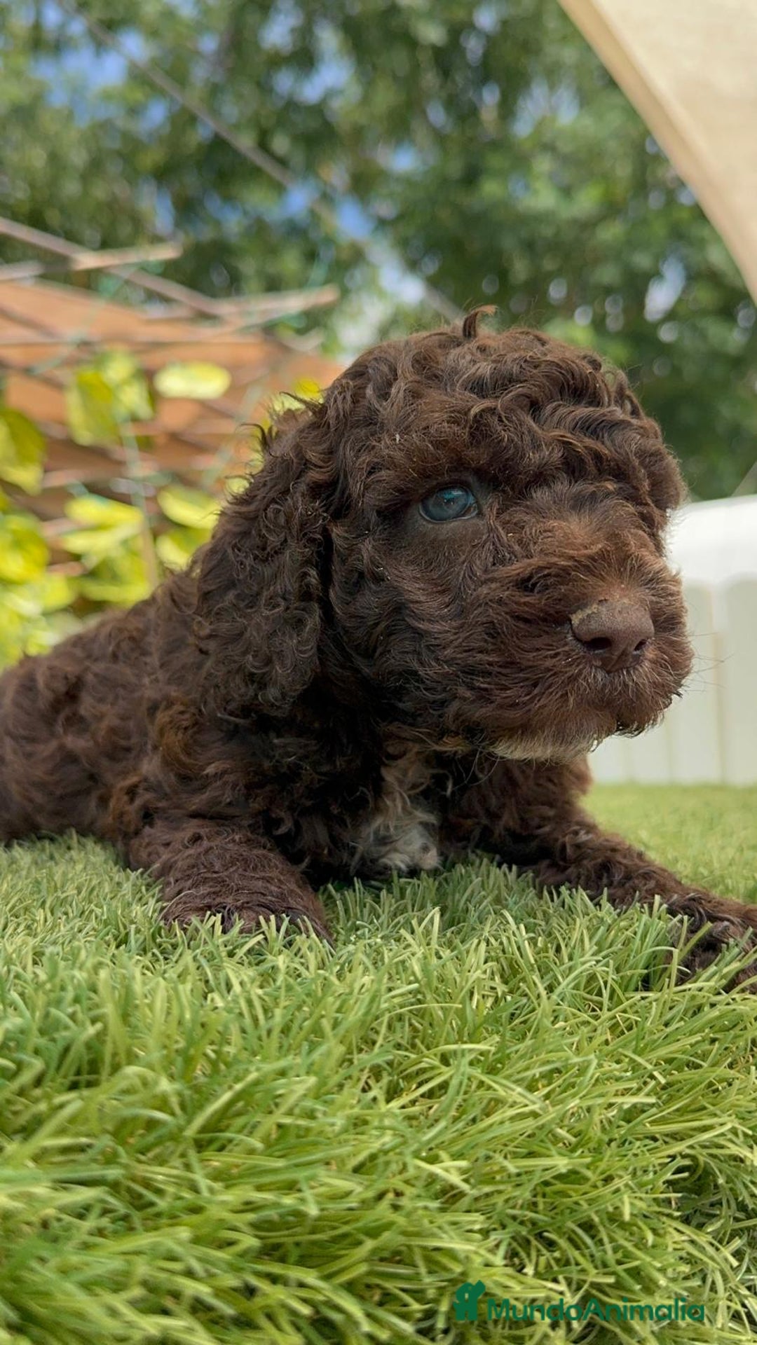 Perro de Agua Español perros en venta: PERRO DE AGUA HEMBRA RABONA - Imagen 1