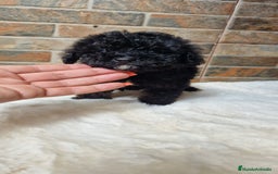 Caniche Toy perros en venta: HEMBRA CANICHE TOY  - Imagen 3