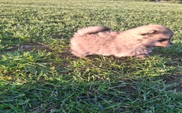 Pomerania perros en venta: Pomerania - Imagen 7