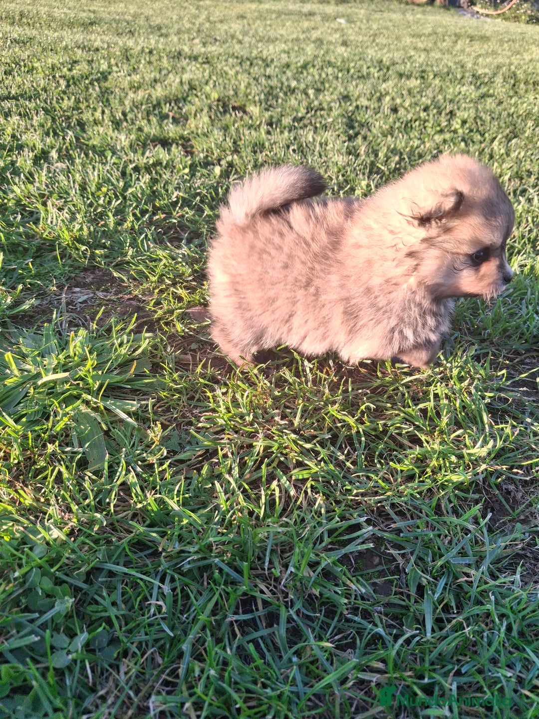 Pomerania perros en venta: Pomerania - Imagen 7