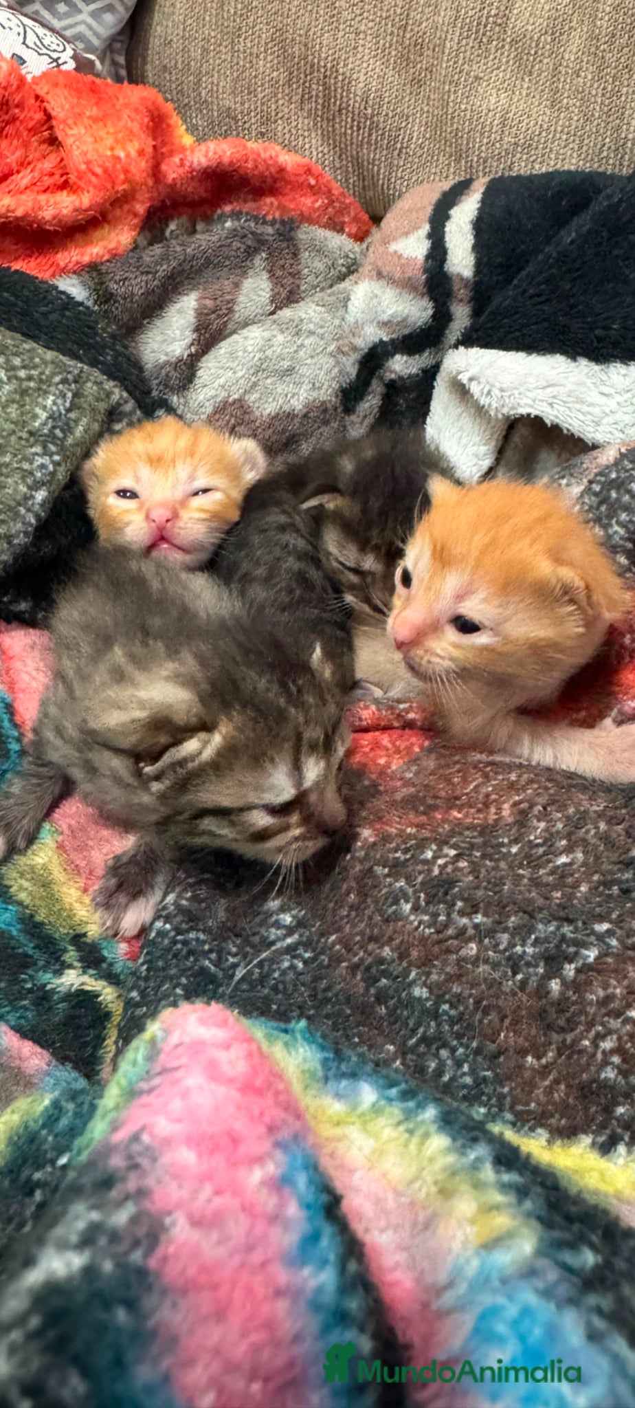 Persa gatos Persa disponible  - Anuncio 1