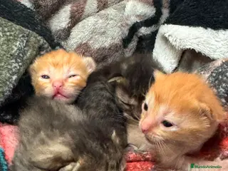 Persa gatos Persa disponible - Anuncio 1