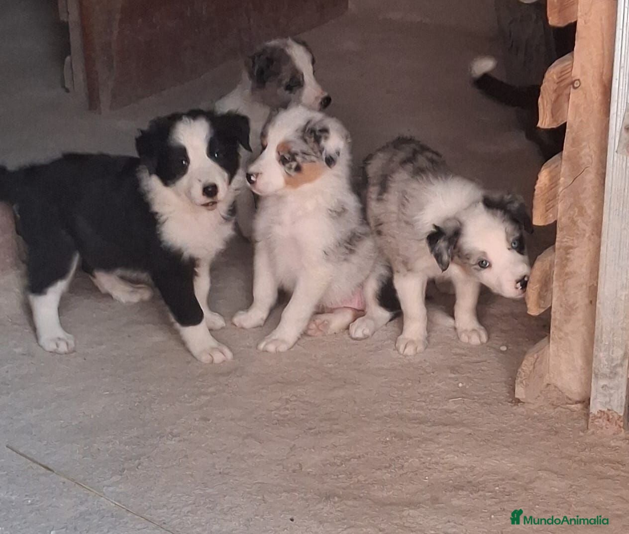 Border Collie perros Boder collie - Anuncio 1