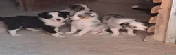 Border Collie perros en venta: Boder collie - Anuncio 1