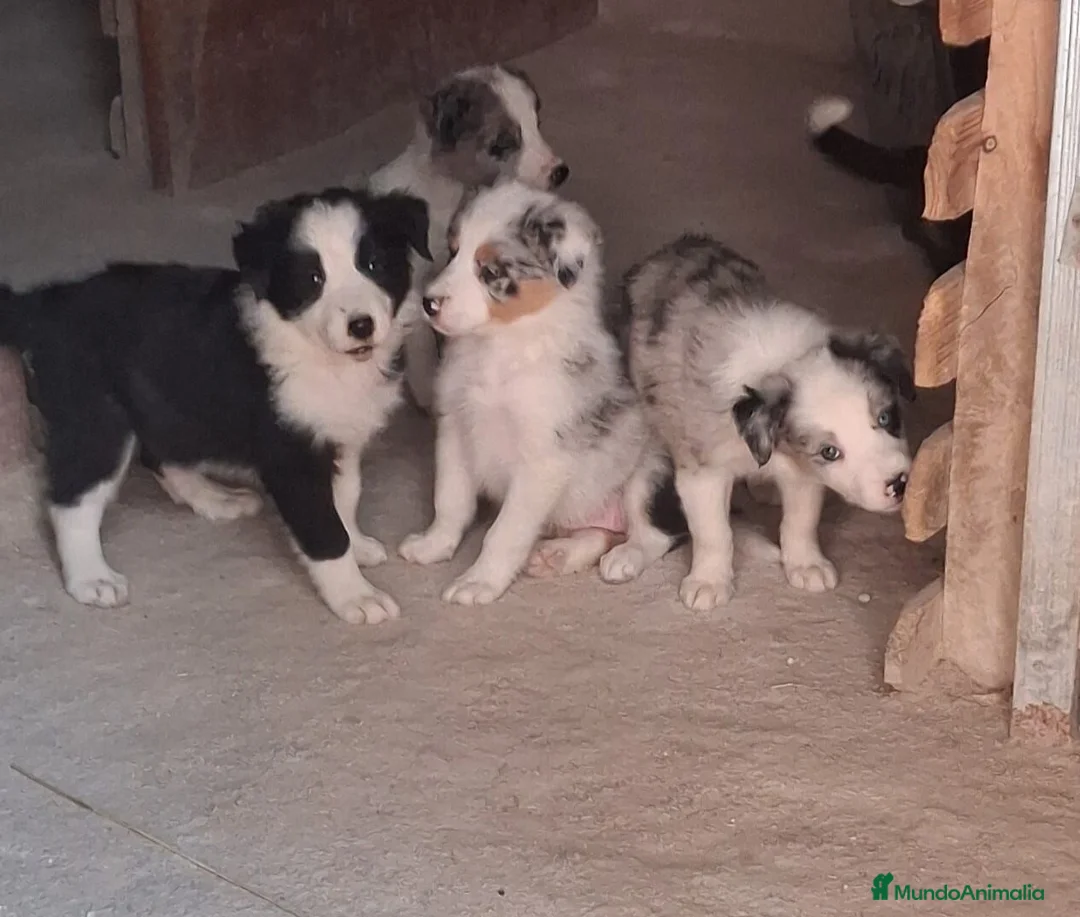 Border Collie perros en venta: Boder collie - Anuncio 1