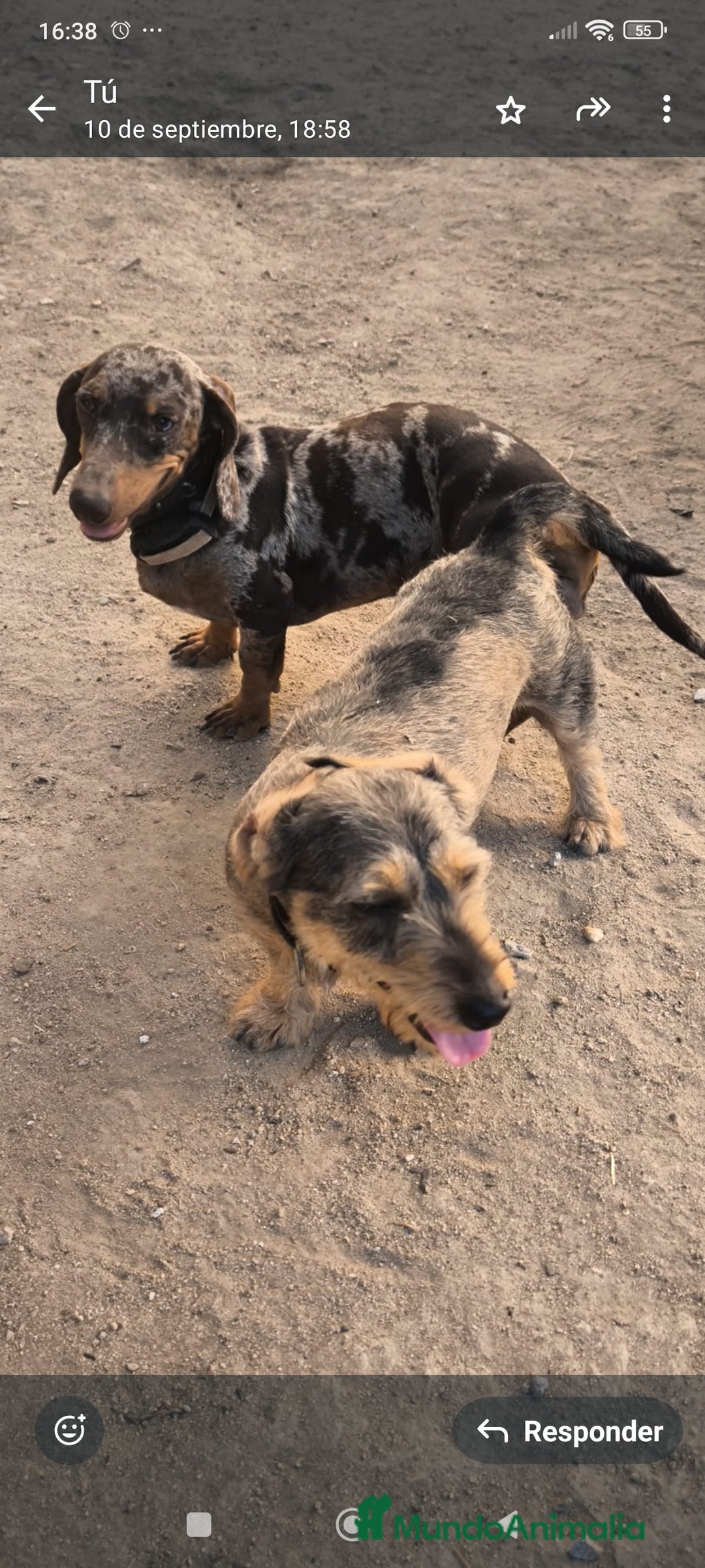 Teckel Miniatura perros en venta: camada teckel miniatura  - Anuncio 1