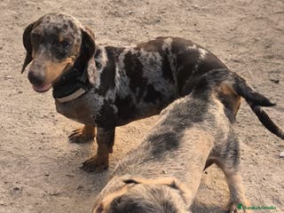 Teckel Miniatura perros camada teckel miniatura - Anuncio 19