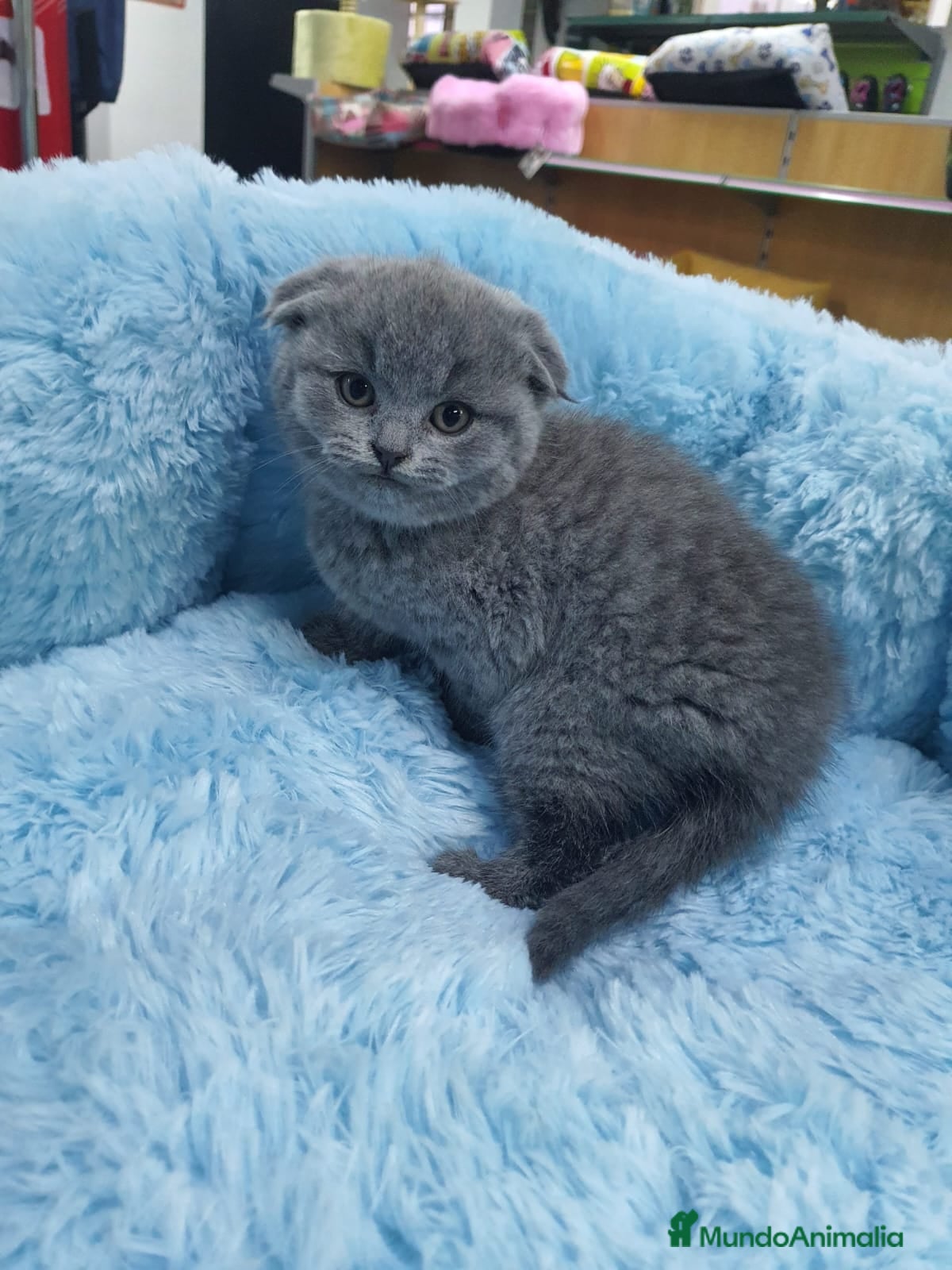 Scottish Fold gatos Scotish fold  - Anuncio 6